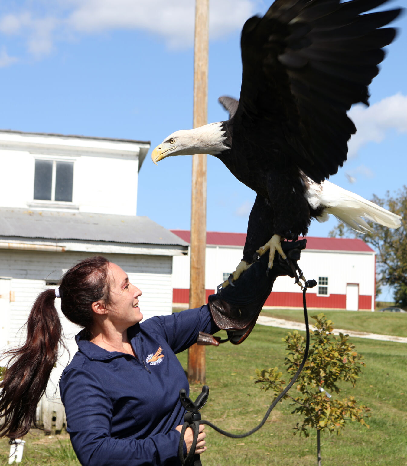 Patriot flaps her wings as Taryn Leach holds her leash